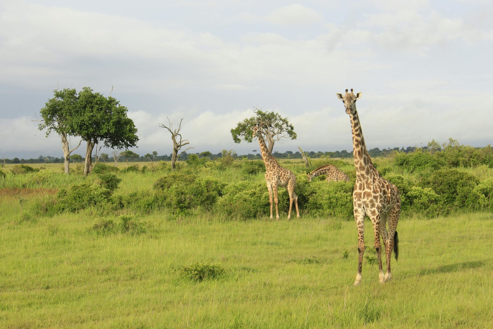 Tanzania Safari
